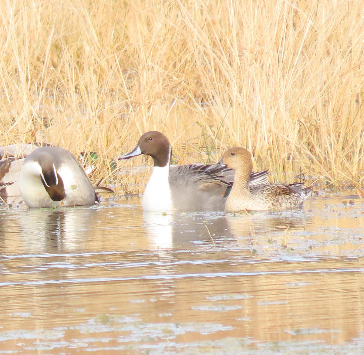 Northern Pintail - ML645188451