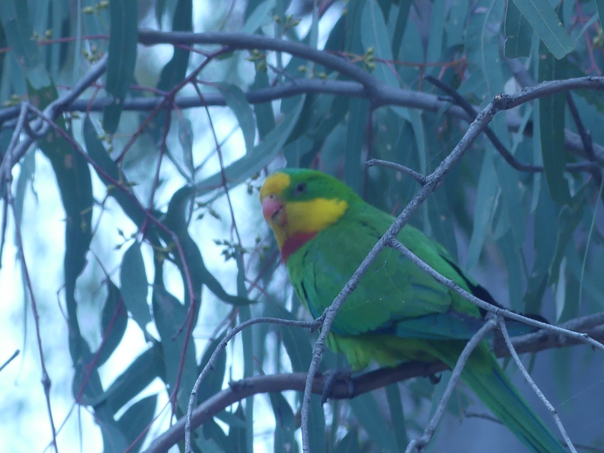Superb Parrot - ML645188470