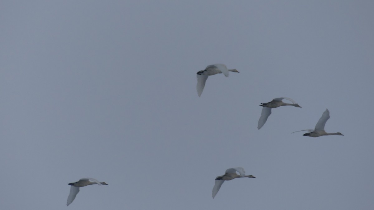 Whooper Swan - ML645188477