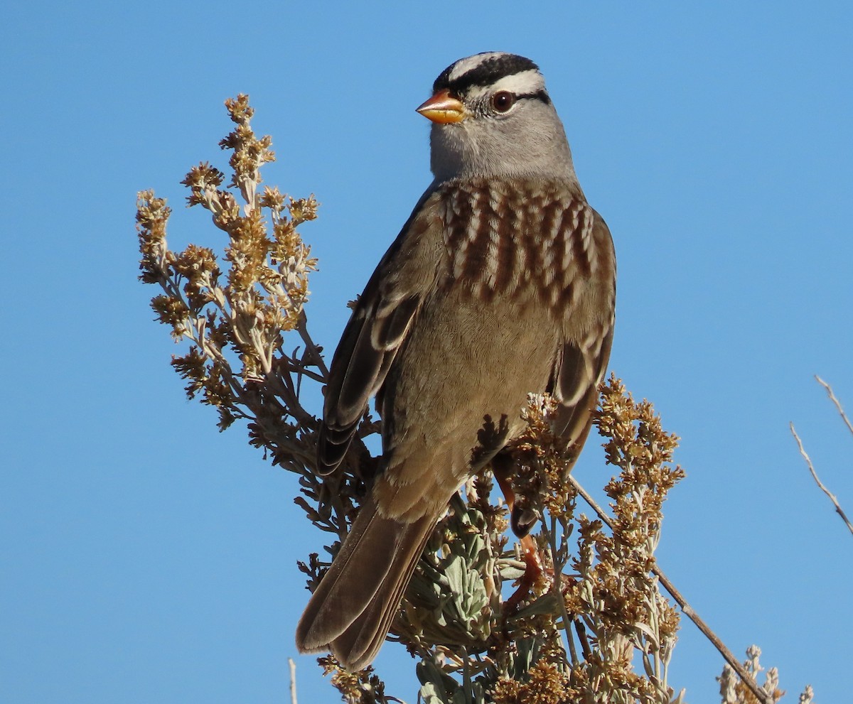 White-crowned Sparrow - ML645188490