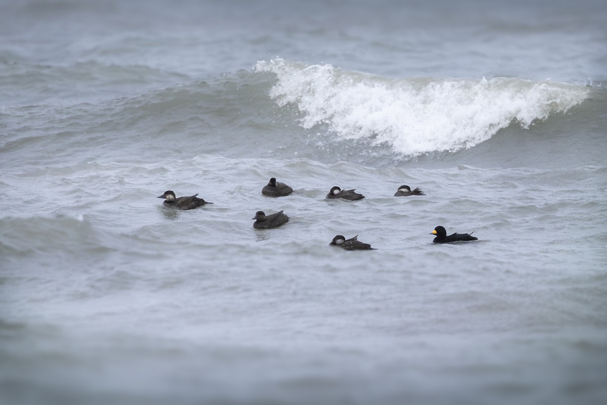 Black Scoter - ML645188491