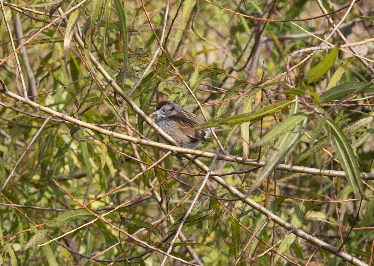 Swamp Sparrow - ML645188506