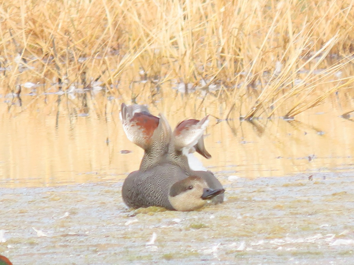 Gadwall - ML645188512