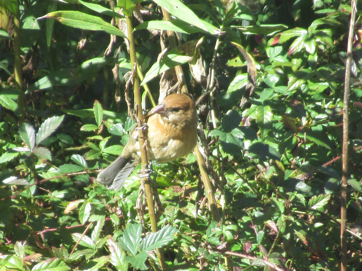 Blue Grosbeak - ML645188515