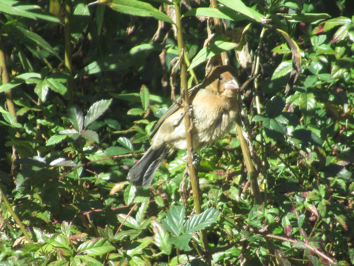 Blue Grosbeak - ML645188523