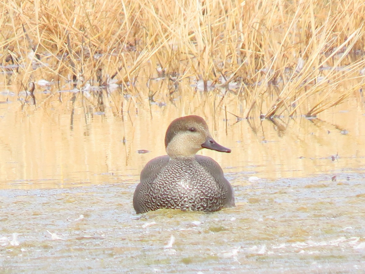 Gadwall - ML645188543