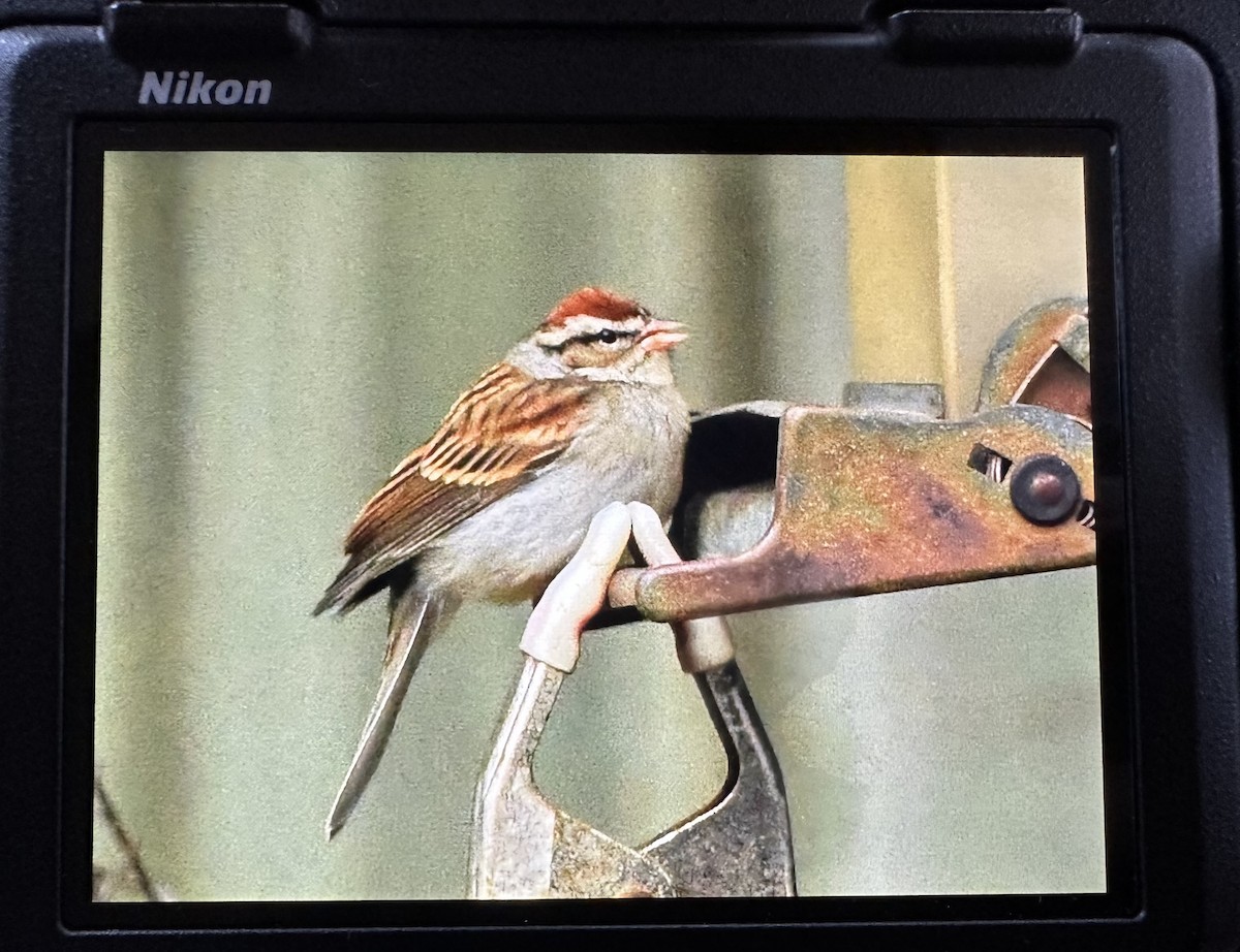 strnádka vrabcovitá - ML645188550