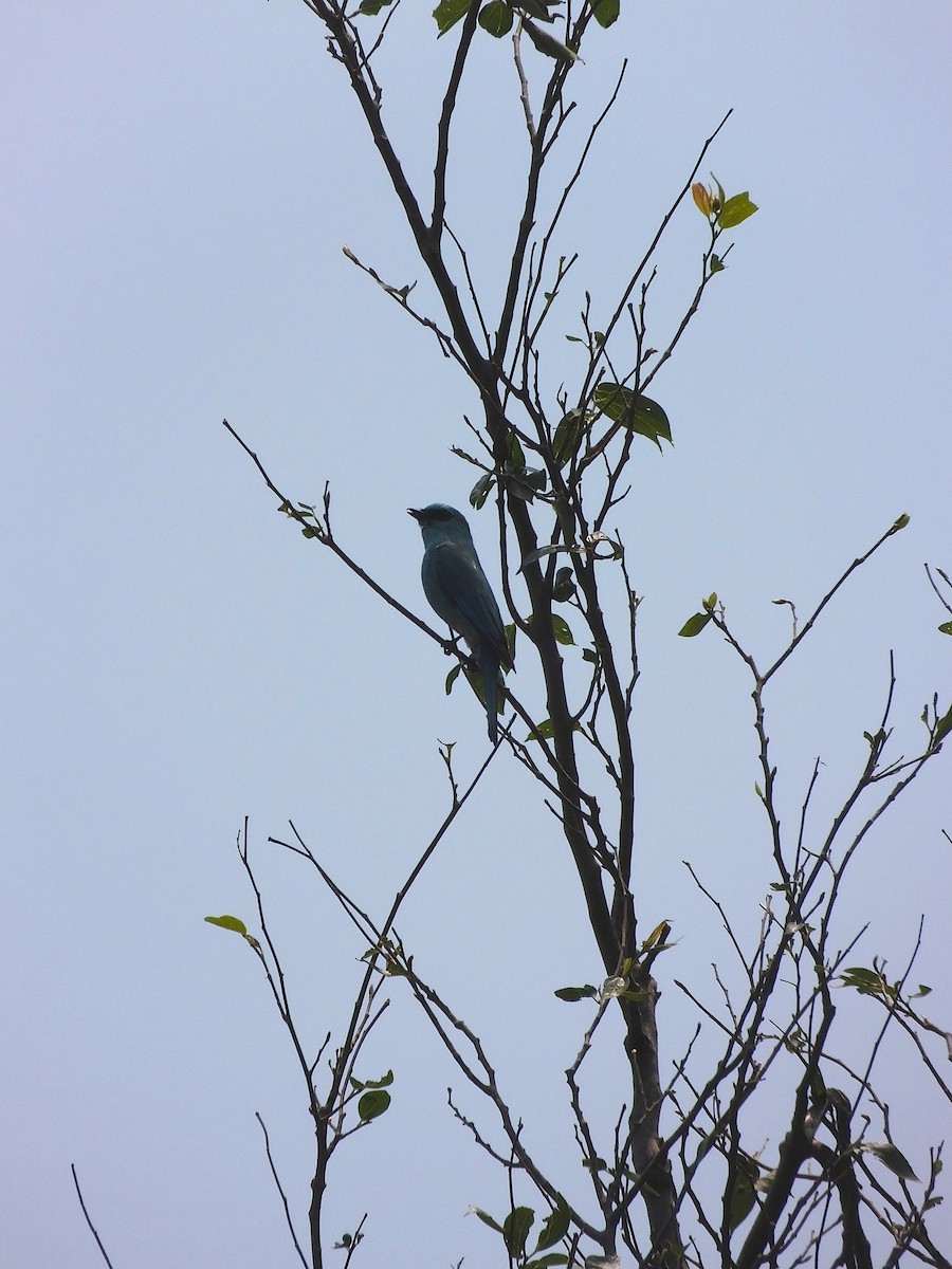 Verditer Flycatcher - ML645188559
