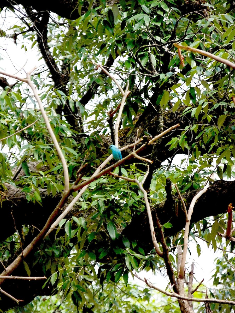 Verditer Flycatcher - ML645188560