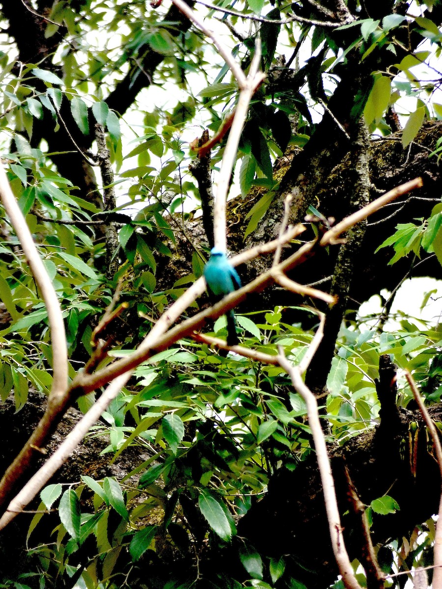 Verditer Flycatcher - ML645188561