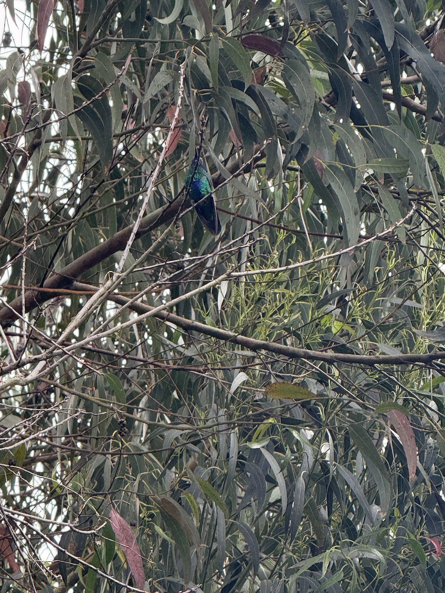 fiolørekolibri - ML645188579