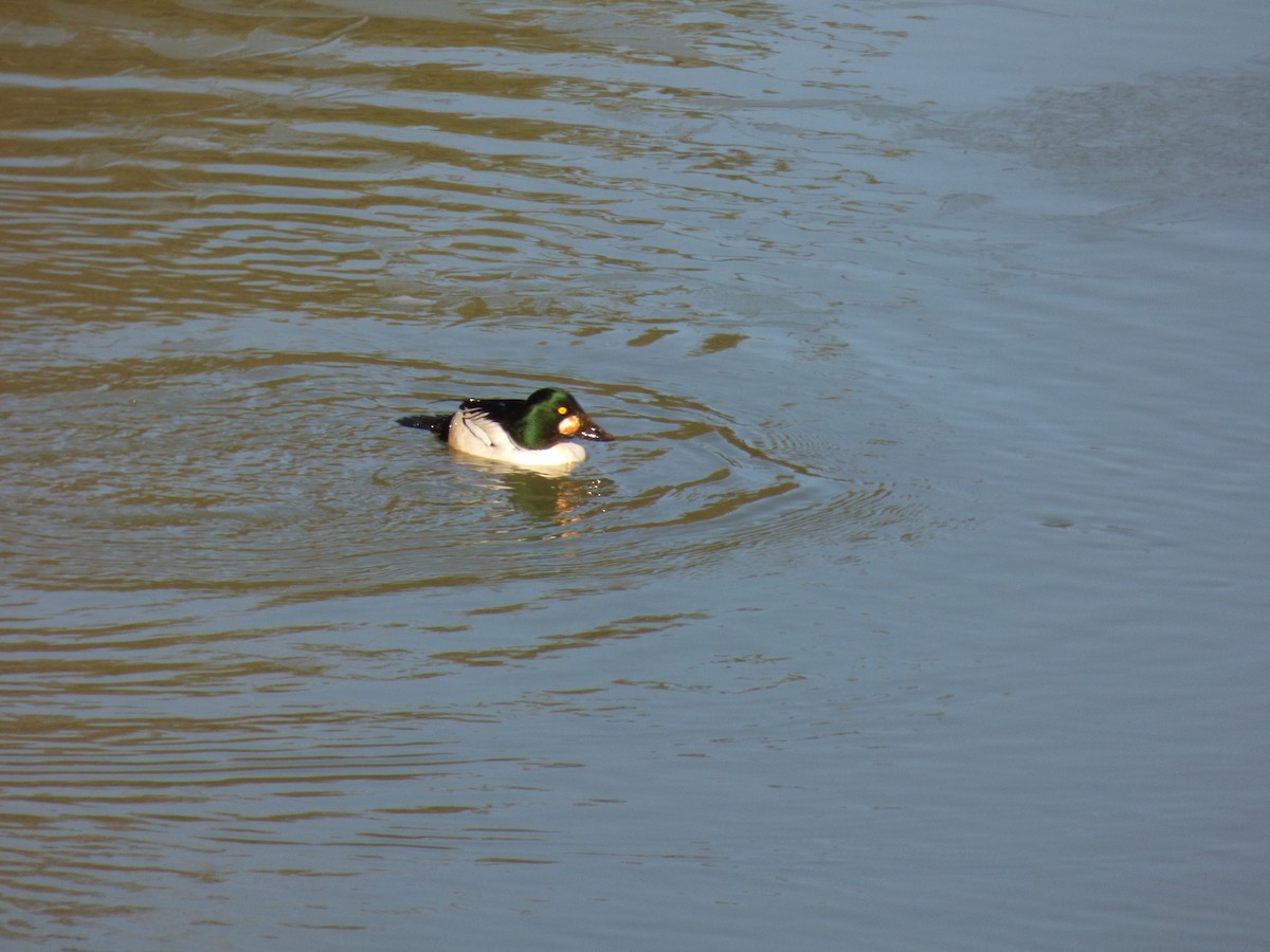 Common Goldeneye - ML645188589