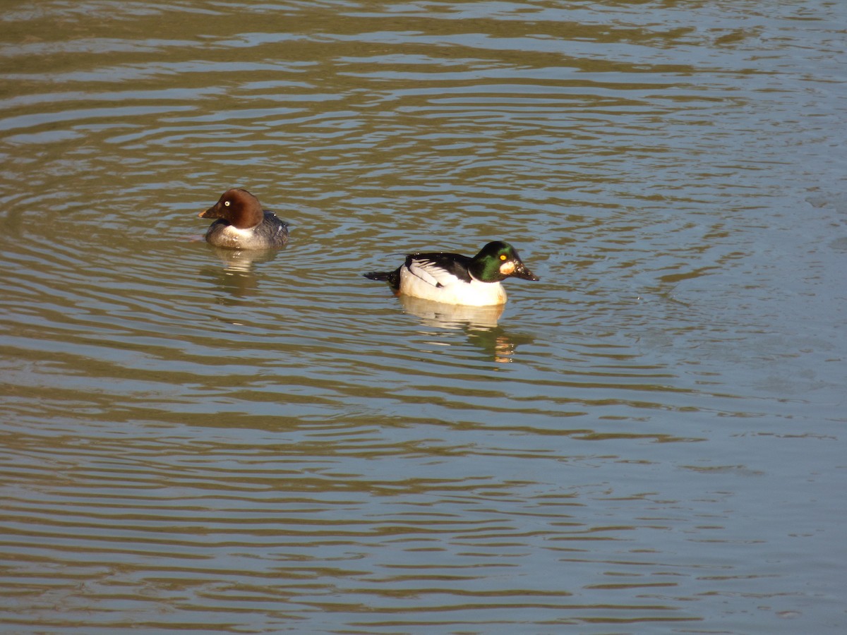 Common Goldeneye - ML645188590