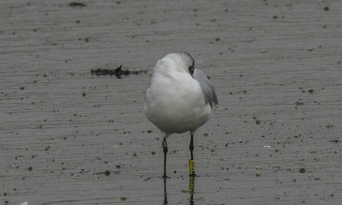 Mediterranean Gull - ML645188595