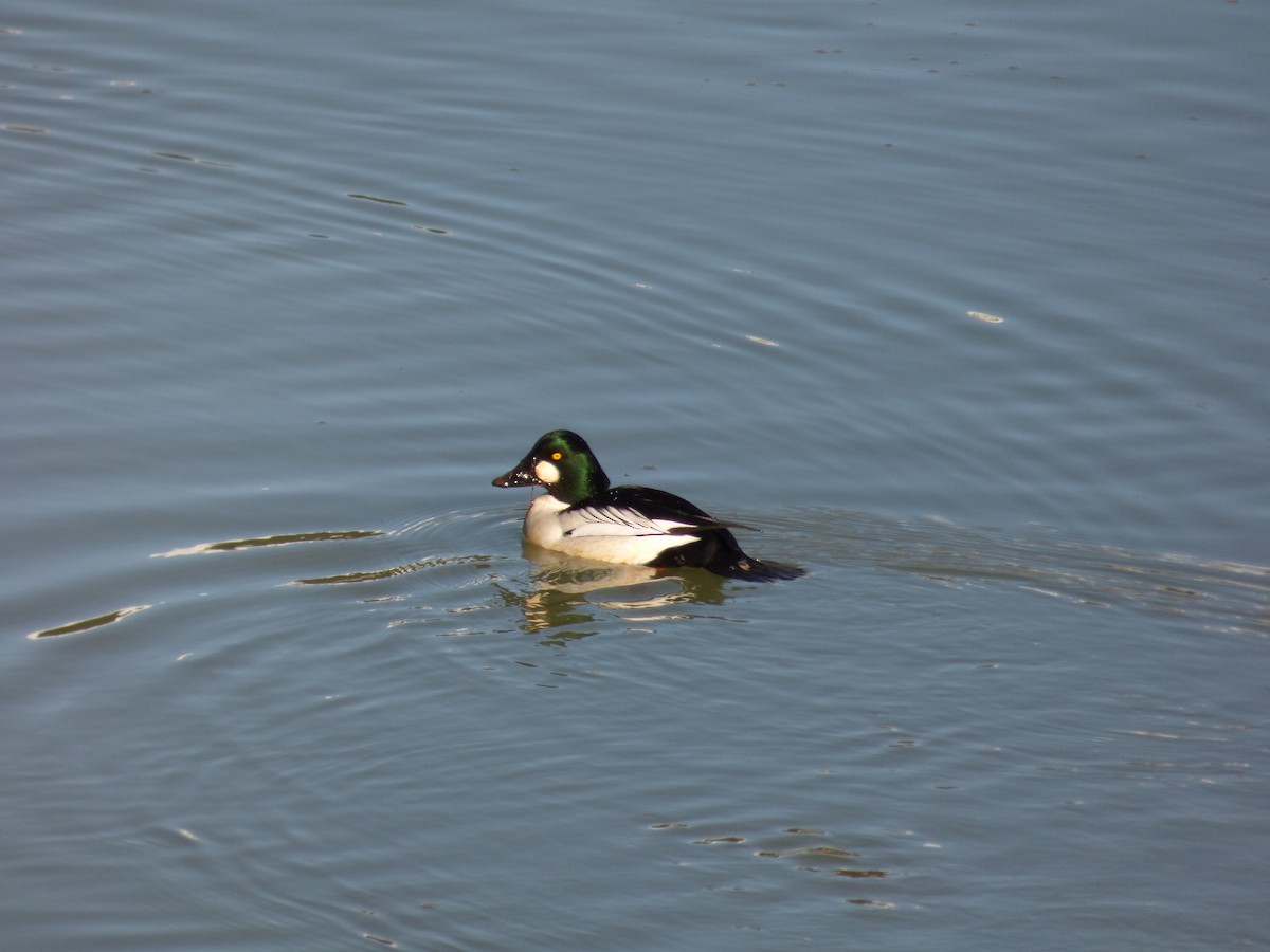 Common Goldeneye - ML645188606