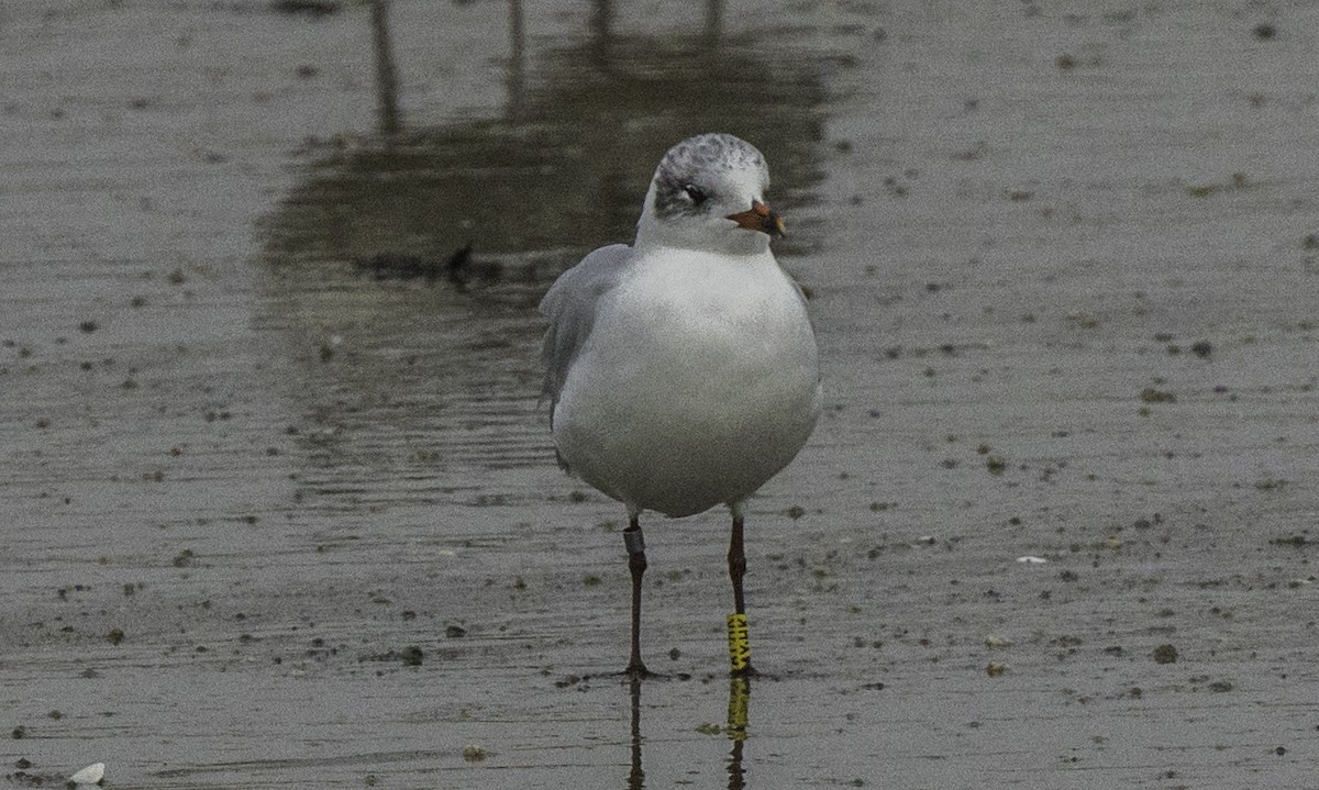 Mediterranean Gull - ML645188613