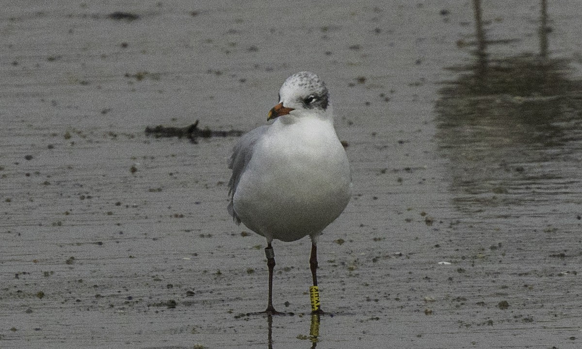 Mediterranean Gull - ML645188614