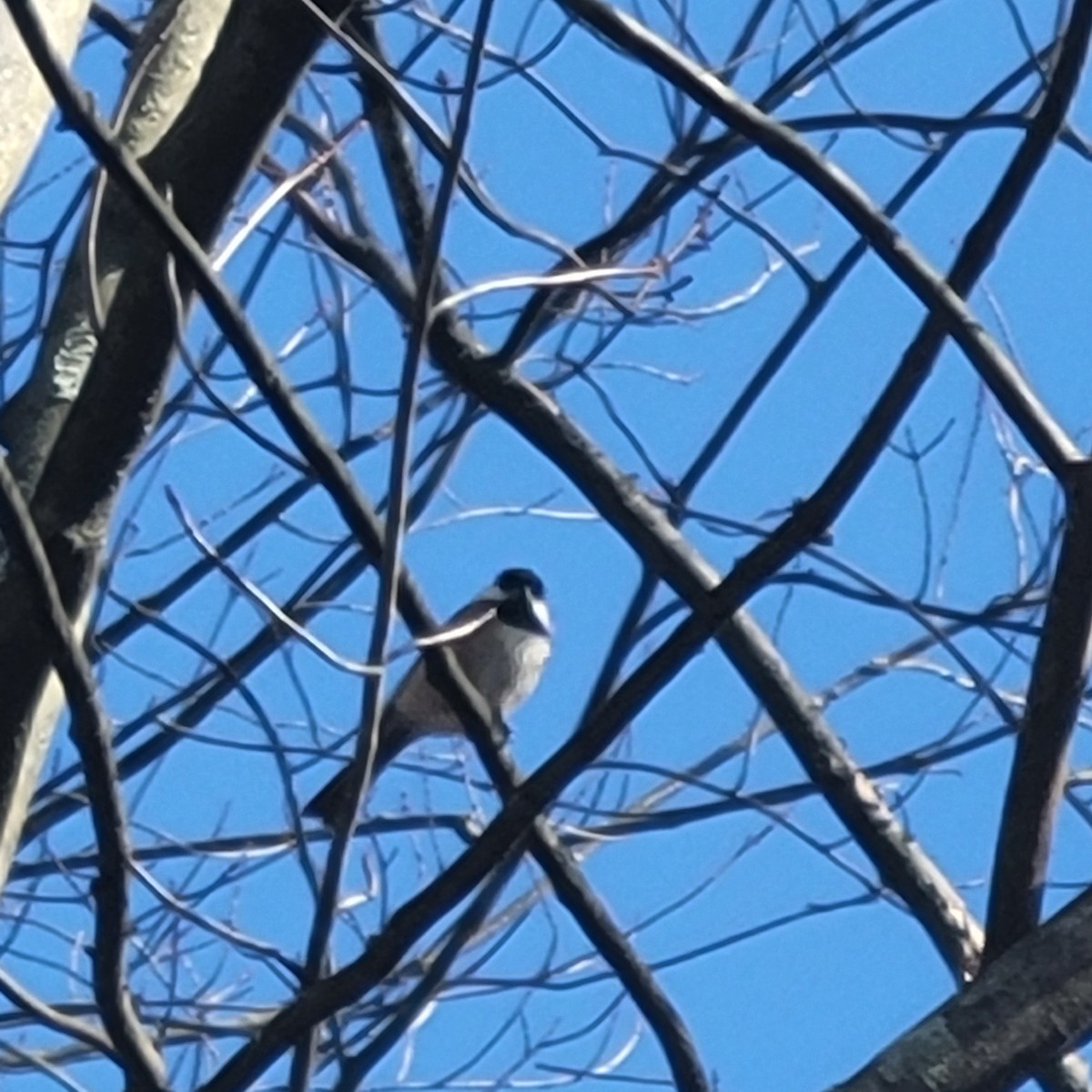 Гаїчка світлокрила - ML645188621