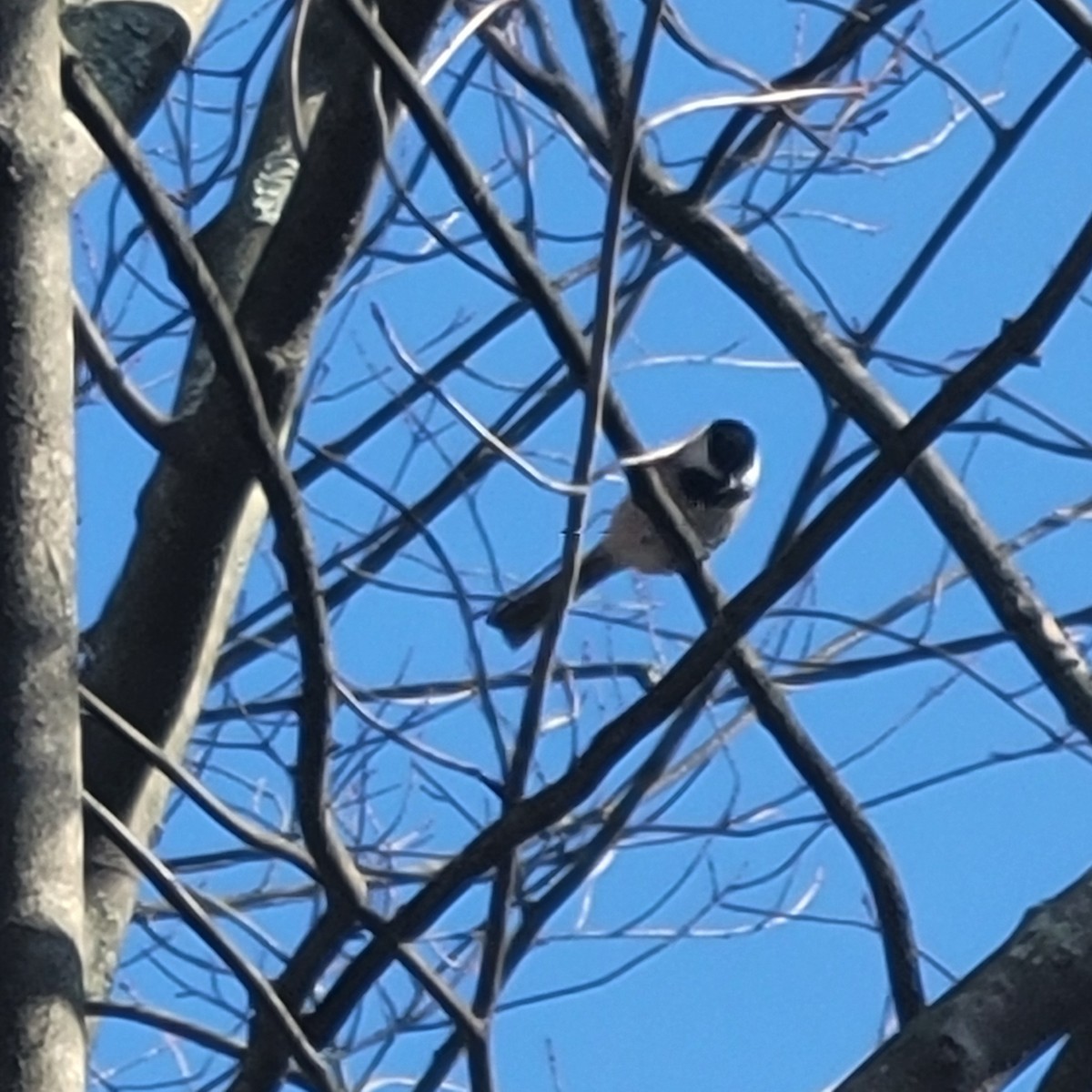 Гаїчка світлокрила - ML645188623