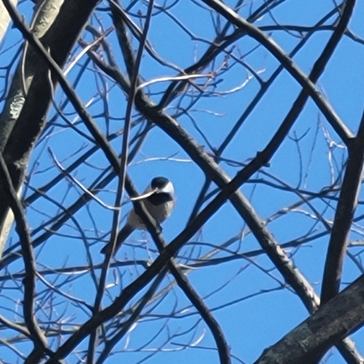 Гаїчка світлокрила - ML645188624