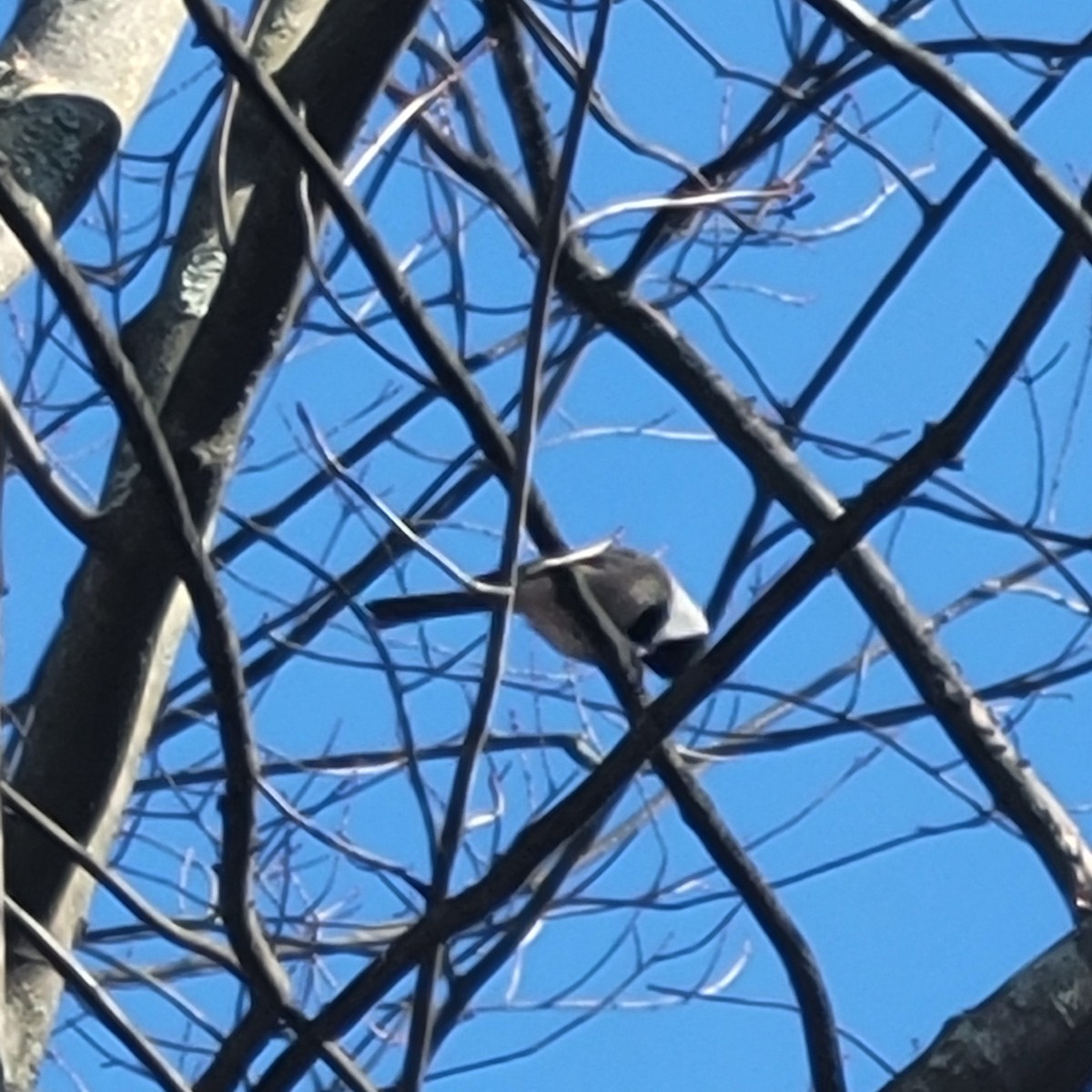 Гаїчка світлокрила - ML645188625