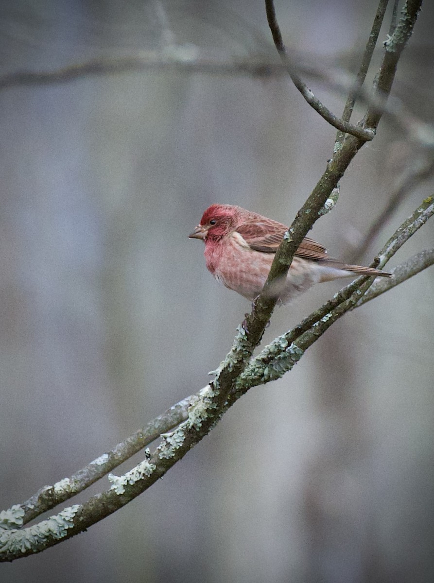 Purple Finch - ML645188627
