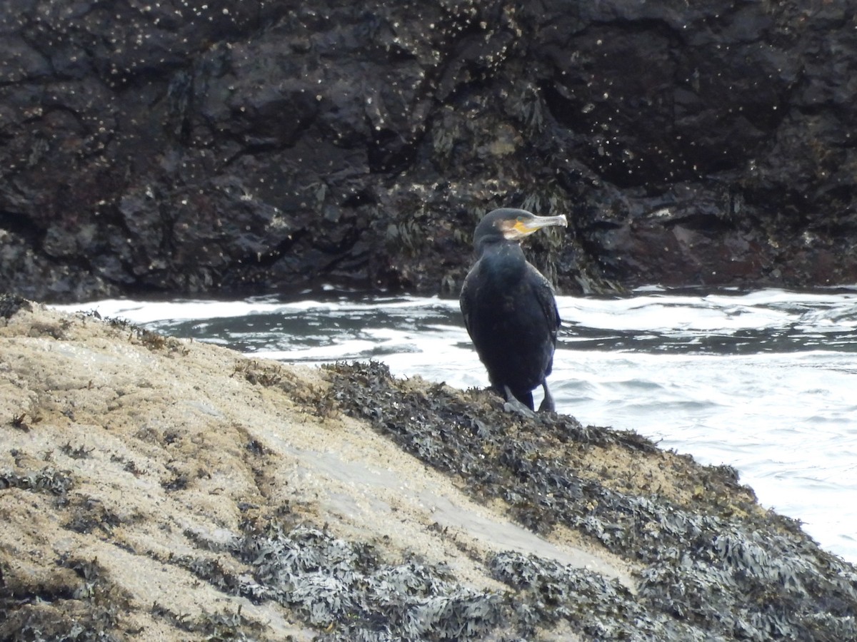 storskarv - ML645188647