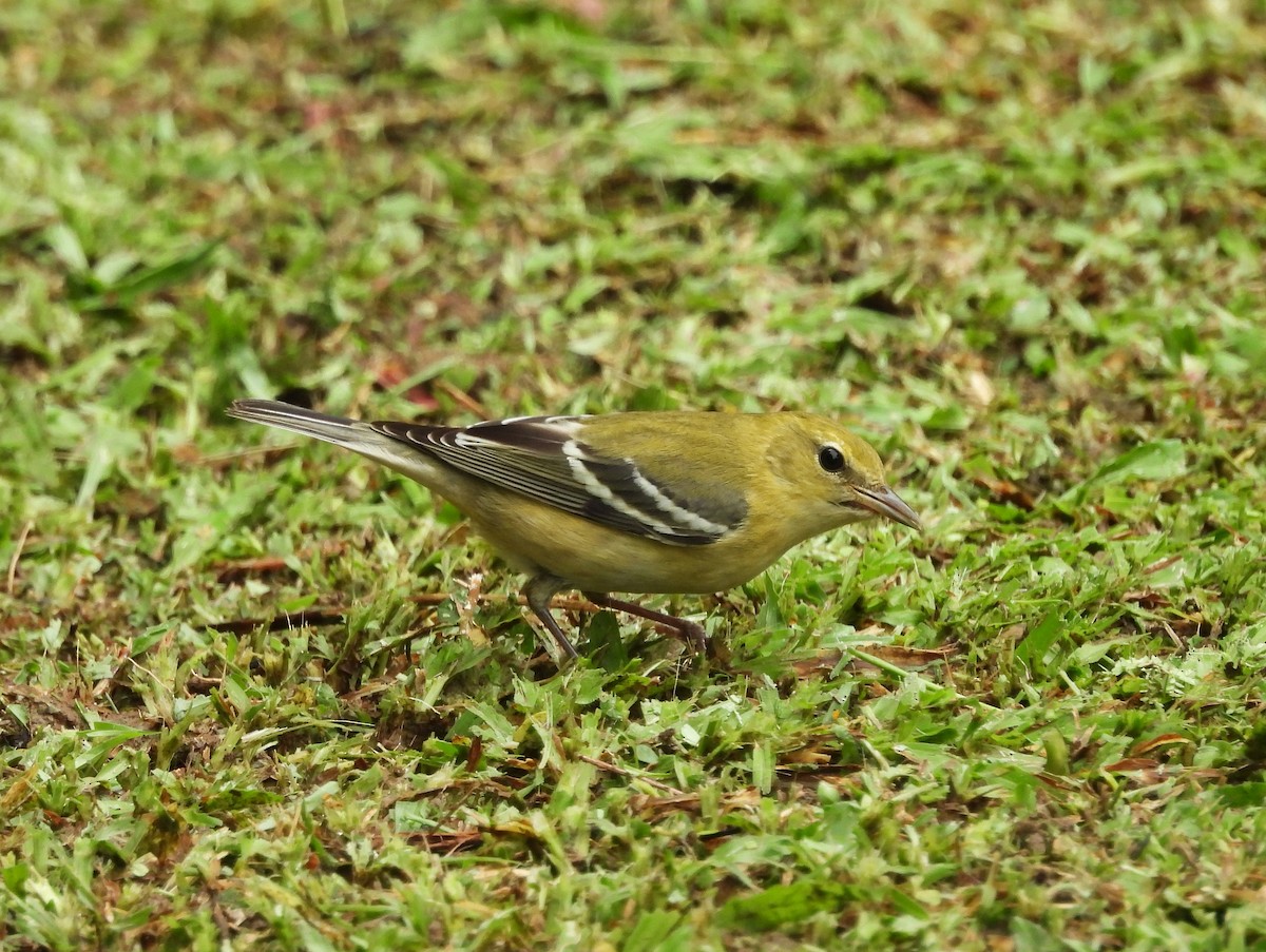 Пісняр-лісовик каштановий - ML645188663