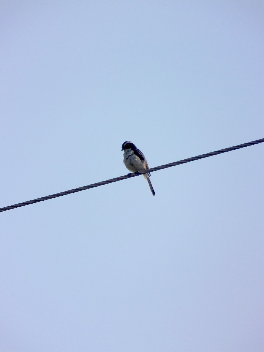 Gray Bushchat - ML645188673