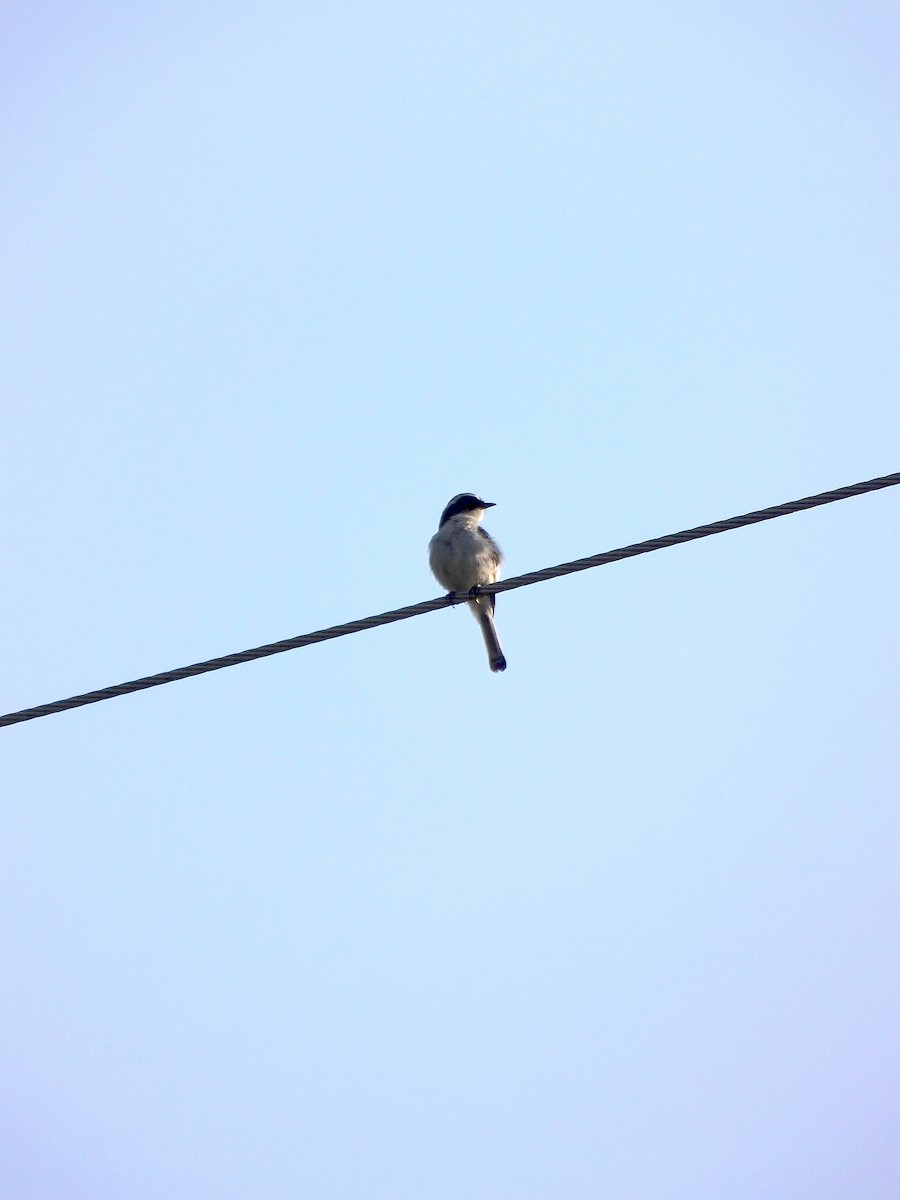 Gray Bushchat - ML645188674