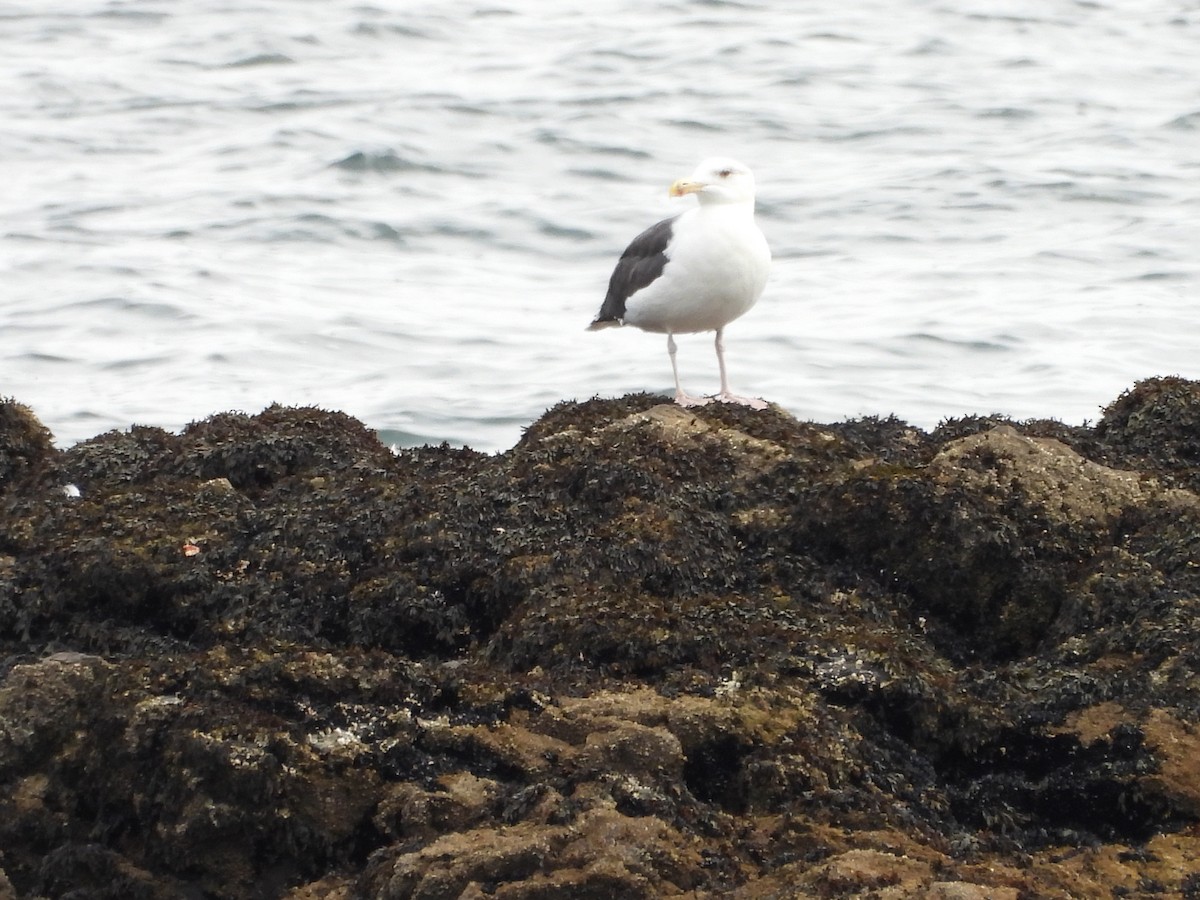 Great Black-backed Gull - ML645188680