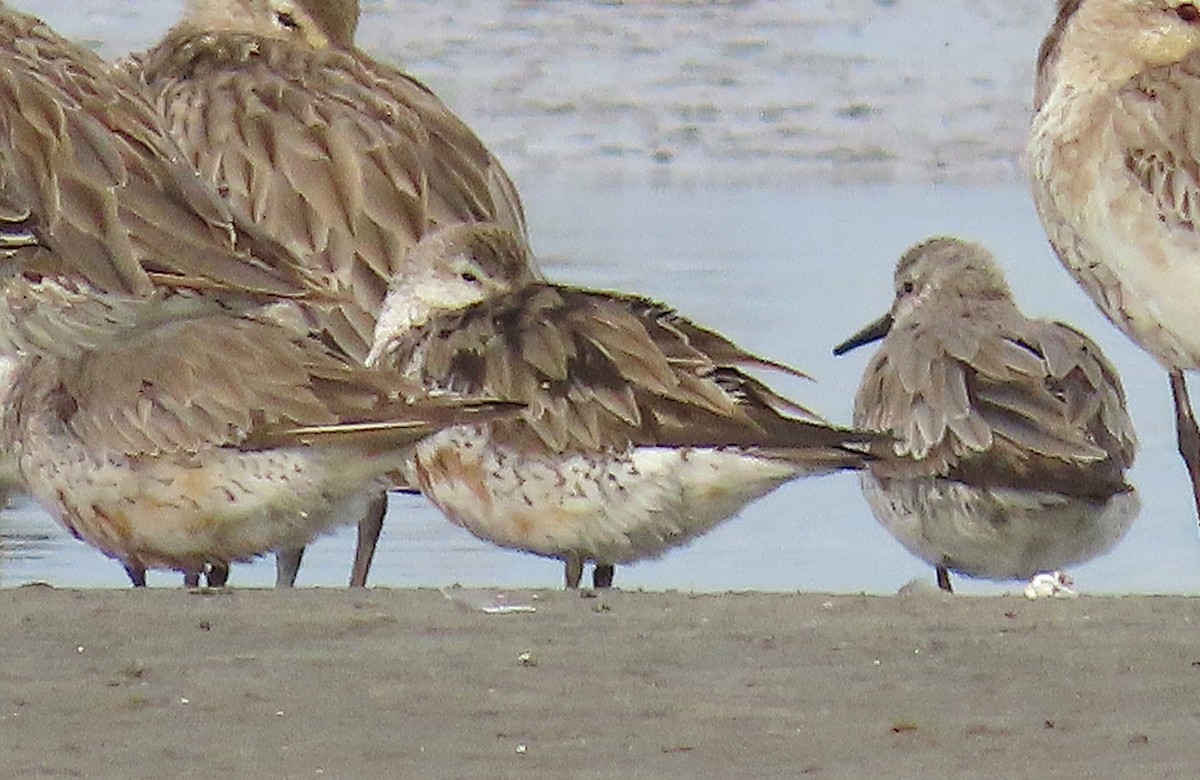 חופית להקנית - ML645188722
