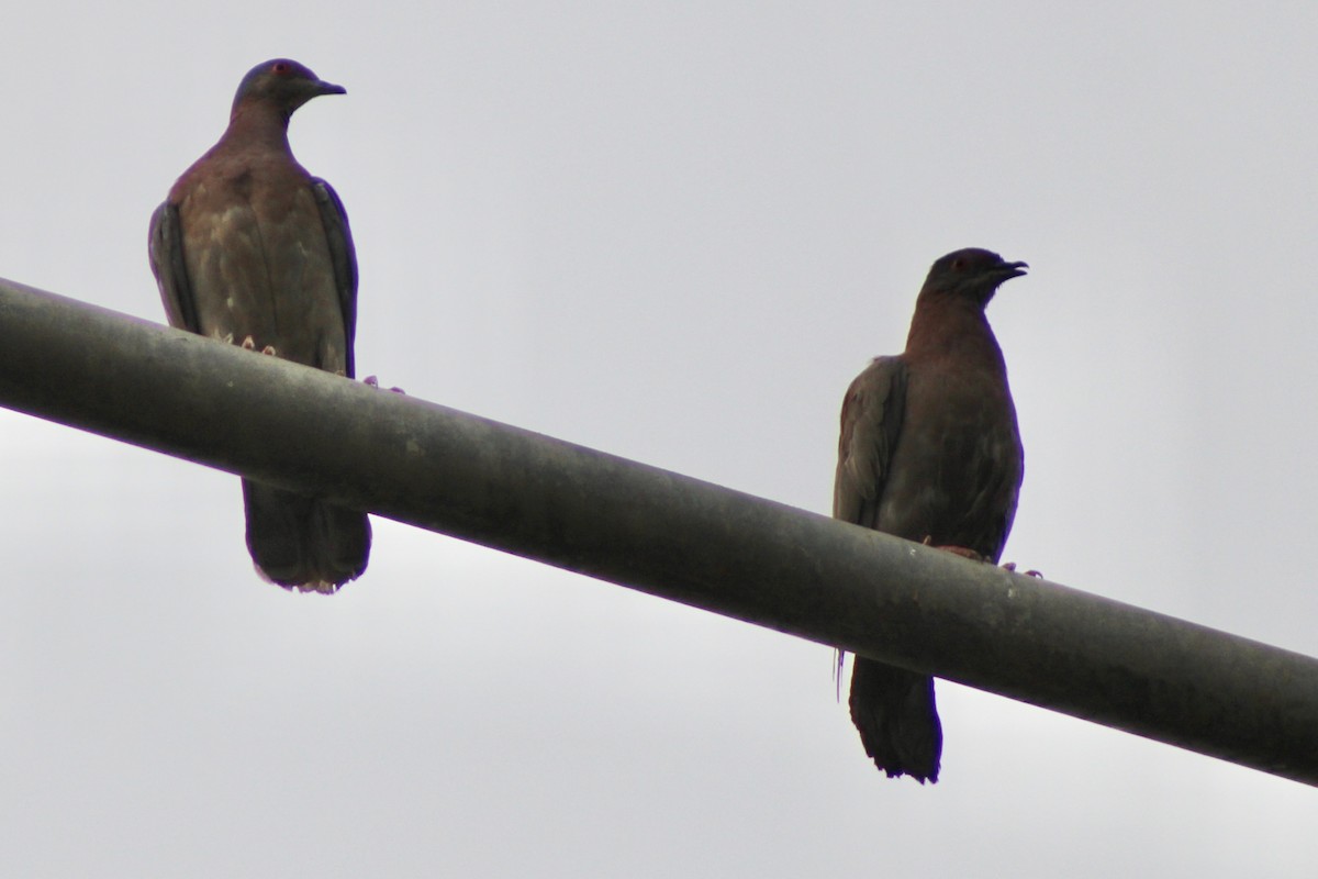 Pale-vented Pigeon - ML645188726