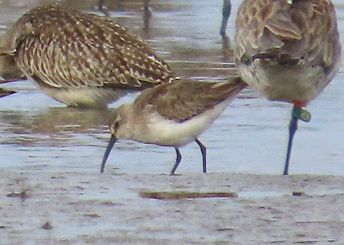 サルハマシギ - ML645188729