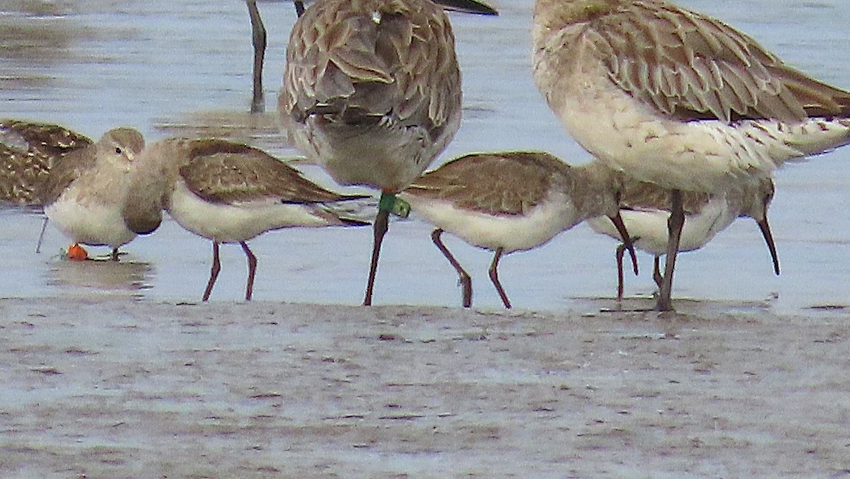 サルハマシギ - ML645188730