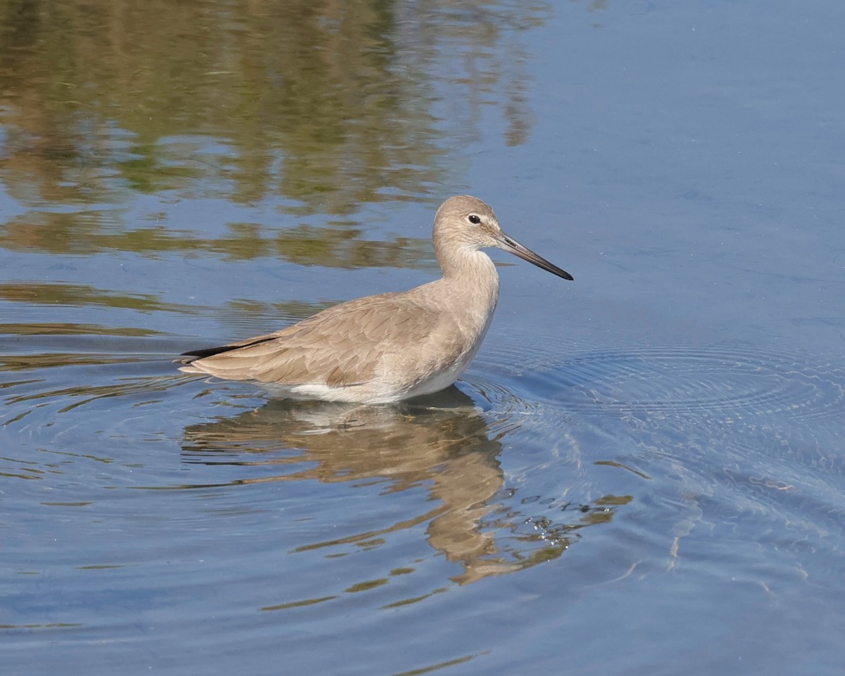 ハジロオオシギ - ML645188731