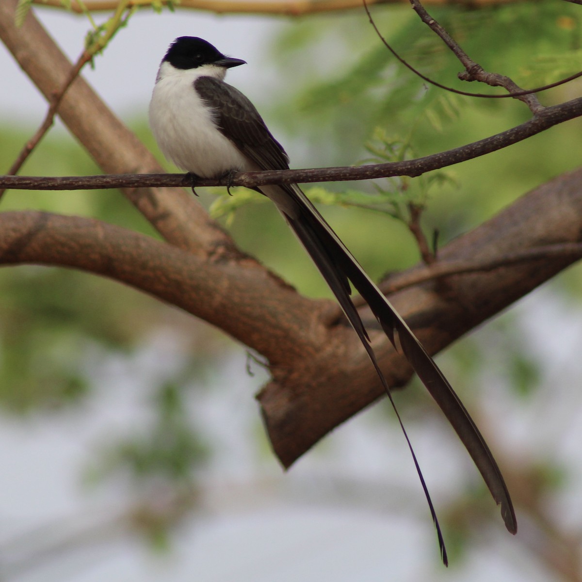 ズグロエンビタイランチョウ - ML645188732