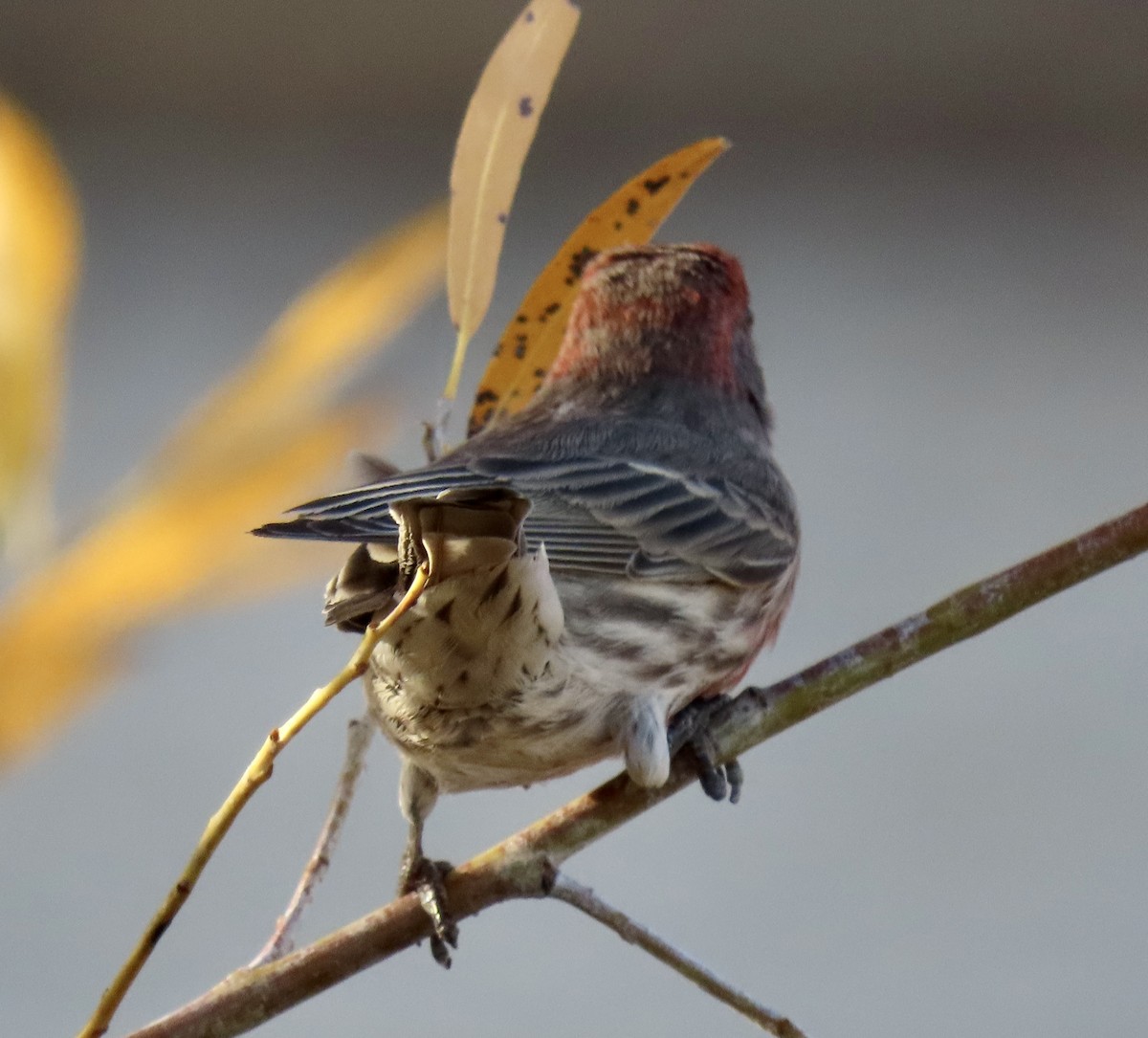 メキシコマシコ - ML645188733