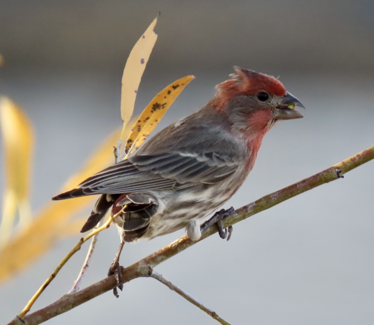 メキシコマシコ - ML645188734