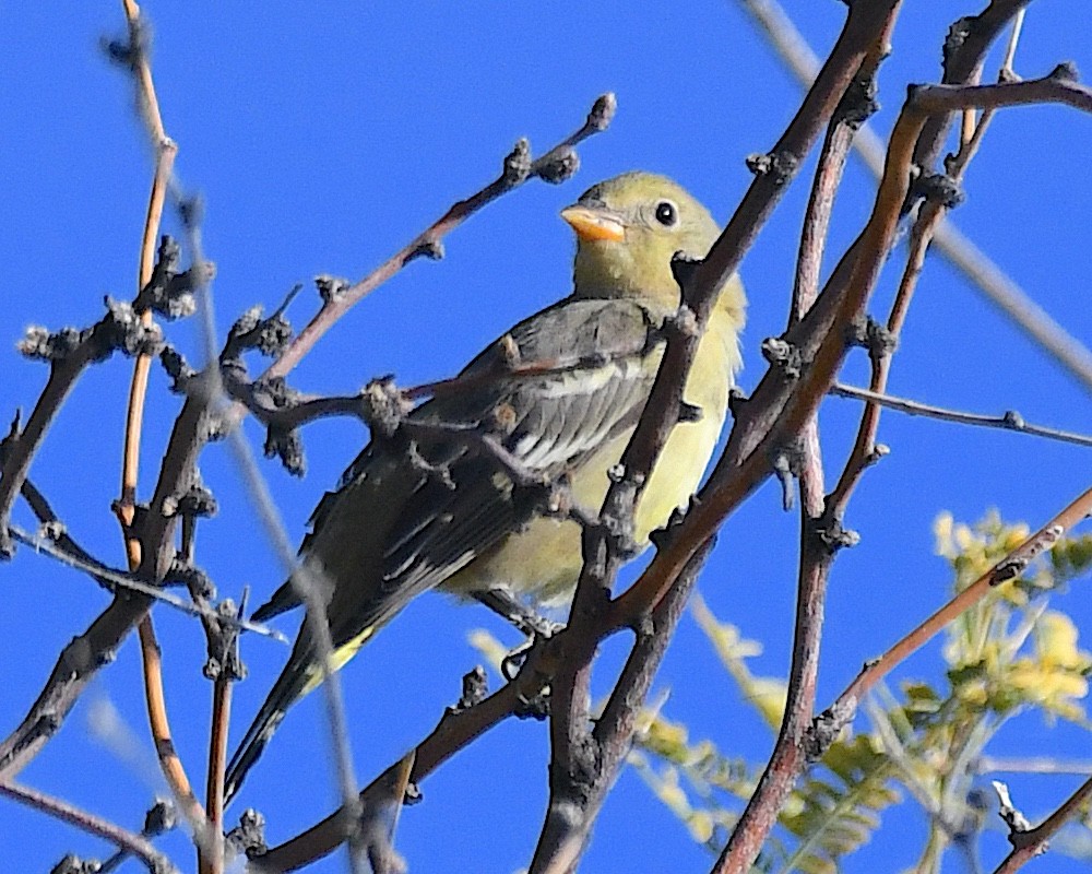 ニシフウキンチョウ - ML645188735