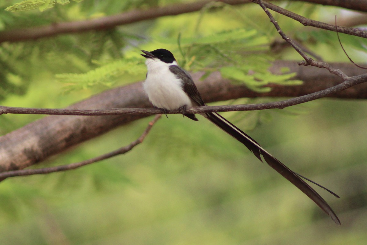 ズグロエンビタイランチョウ - ML645188736