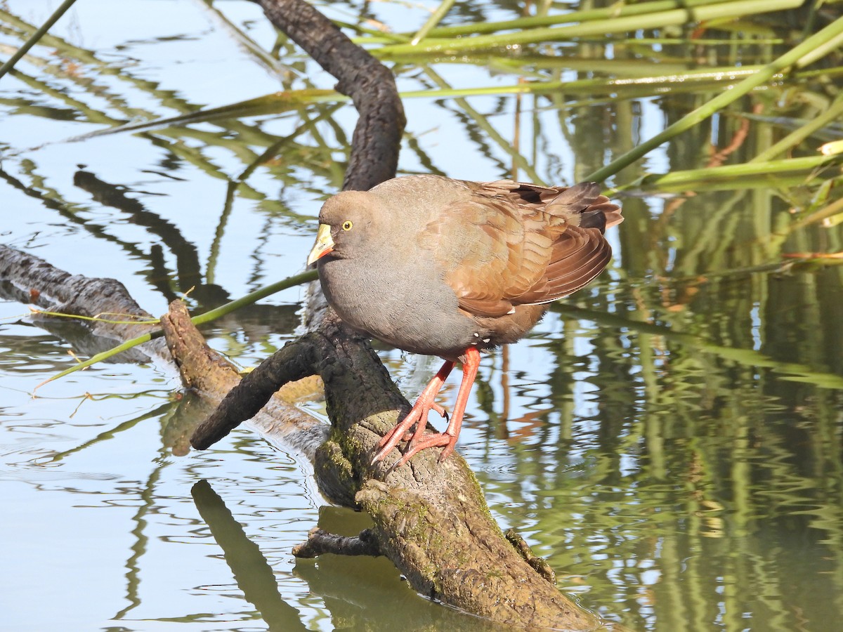 オグロバン - ML645188737