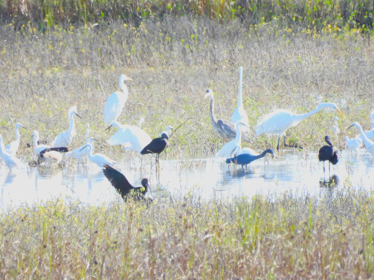 ユキコサギ - ML645188738