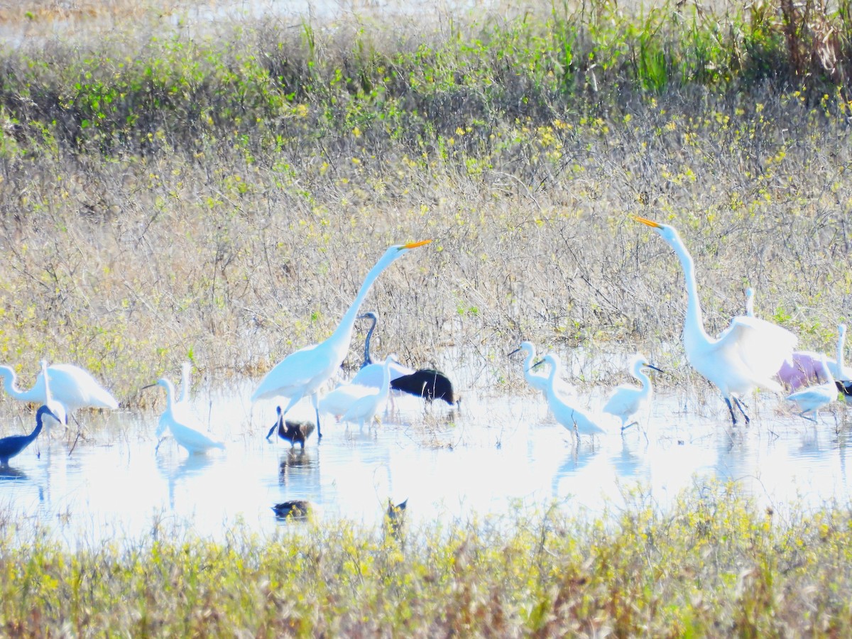 ユキコサギ - ML645188739