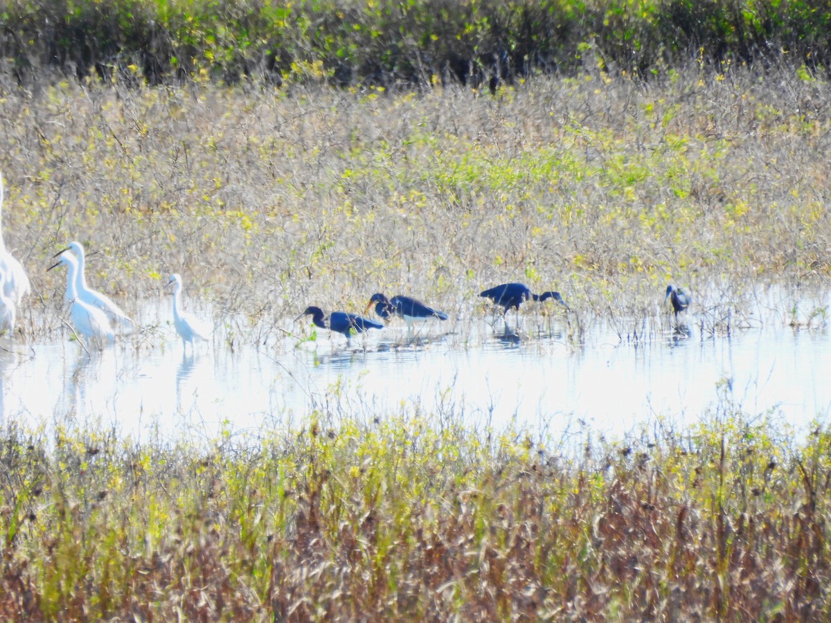 ユキコサギ - ML645188740