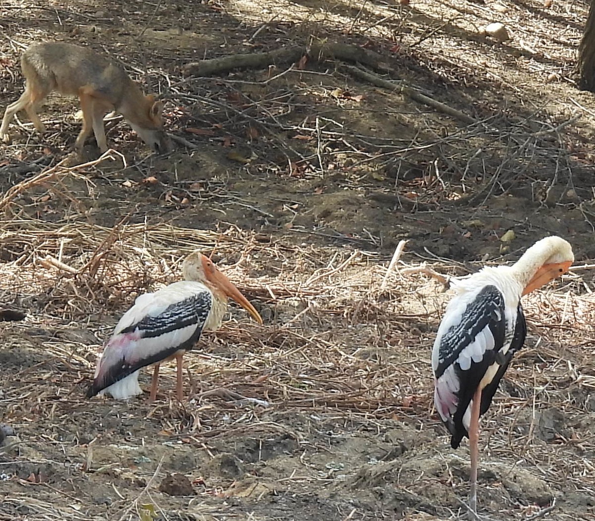 インドトキコウ - ML645188743