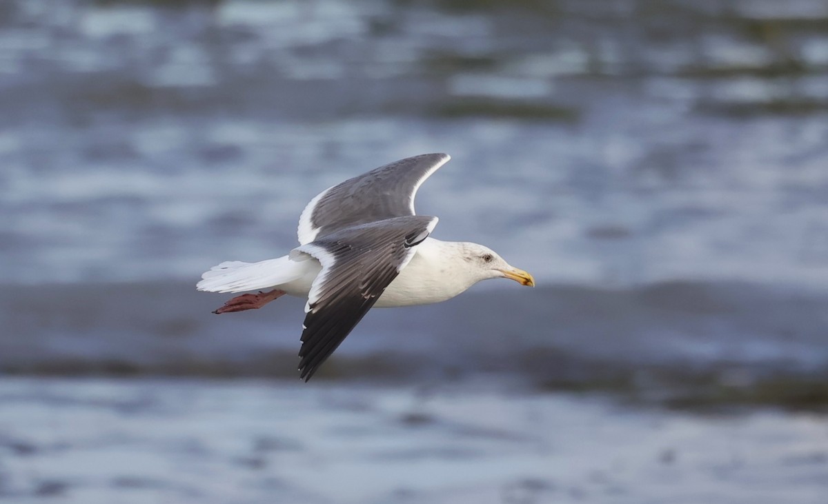 アメリカオオセグロカモメ - ML645188744