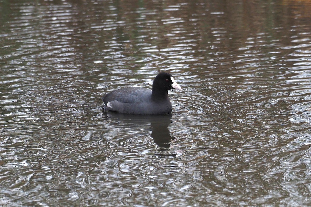 オオバン - ML645188747