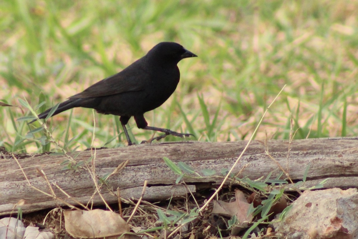 テリバネコウウチョウ - ML645188748