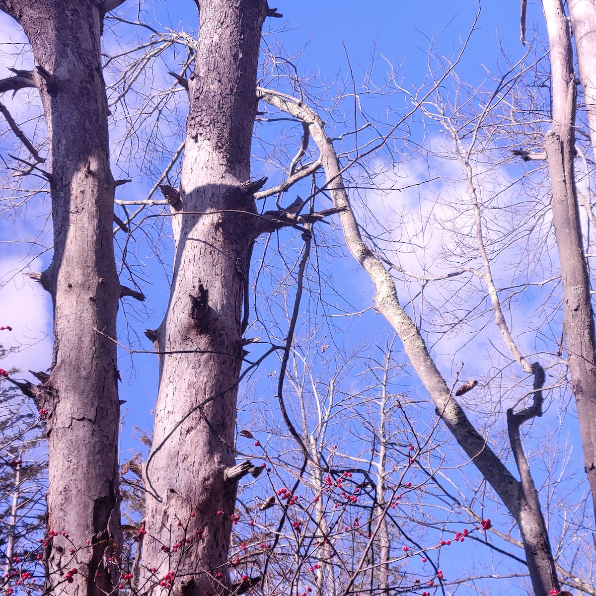 エボシガラ - ML645188749